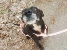 LETICIA, Hund, Pinscher-Mix in Oberuzwil - Bild 29