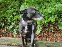 LETICIA, Hund, Pinscher-Mix in Oberuzwil - Bild 3
