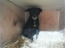 LETICIA, Hund, Pinscher-Mix in Oberuzwil - Bild 30