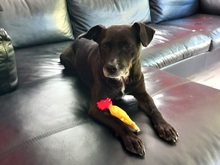 LETICIA, Hund, Pinscher-Mix in Oberuzwil - Bild 4