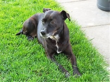 LETICIA, Hund, Pinscher-Mix in Oberuzwil - Bild 5