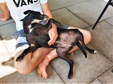 LETICIA, Hund, Pinscher-Mix in Oberuzwil - Bild 6
