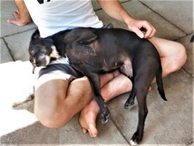 LETICIA, Hund, Pinscher-Mix in Oberuzwil - Bild 7
