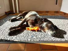 LETICIA, Hund, Pinscher-Mix in Oberuzwil - Bild 8