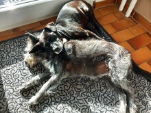 LETICIA, Hund, Pinscher-Mix in Oberuzwil - Bild 9