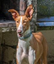 ARAMIS, Hund, Galgo Español-Podenco-Mix in Spanien - Bild 1