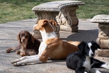 ARAMIS, Hund, Galgo Español-Podenco-Mix in Spanien - Bild 10