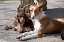 ARAMIS, Hund, Galgo Español-Podenco-Mix in Spanien - Bild 12