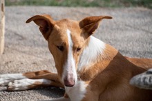 ARAMIS, Hund, Galgo Español-Podenco-Mix in Spanien - Bild 13