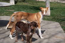 ARAMIS, Hund, Galgo Español-Podenco-Mix in Spanien - Bild 14