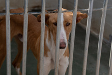 ARAMIS, Hund, Galgo Español-Podenco-Mix in Spanien - Bild 15