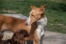 ARAMIS, Hund, Galgo Español-Podenco-Mix in Spanien - Bild 16