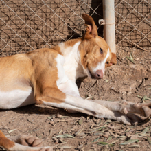 ARAMIS, Hund, Galgo Español-Podenco-Mix in Spanien - Bild 2