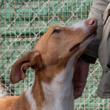 ARAMIS, Hund, Galgo Español-Podenco-Mix in Spanien - Bild 4