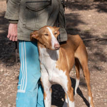 ARAMIS, Hund, Galgo Español-Podenco-Mix in Spanien - Bild 5