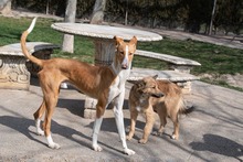 ARAMIS, Hund, Galgo Español-Podenco-Mix in Spanien - Bild 6