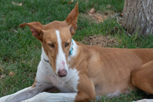 ARAMIS, Hund, Galgo Español-Podenco-Mix in Spanien - Bild 7