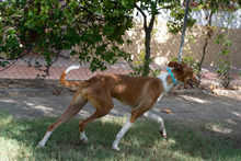 ARAMIS, Hund, Galgo Español-Podenco-Mix in Spanien - Bild 9