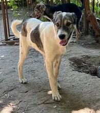 SHORTY, Hund, Mischlingshund in Rumänien - Bild 1