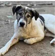 SHORTY, Hund, Mischlingshund in Rumänien - Bild 2