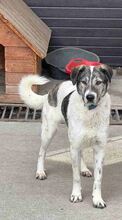 SHORTY, Hund, Mischlingshund in Rumänien - Bild 3