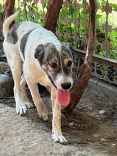 SHORTY, Hund, Mischlingshund in Rumänien - Bild 4