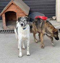 SHORTY, Hund, Mischlingshund in Rumänien - Bild 7