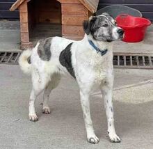 SHORTY, Hund, Mischlingshund in Rumänien - Bild 8