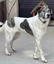 SHORTY, Hund, Mischlingshund in Rumänien - Bild 9