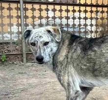 MOLLY, Hund, Mischlingshund in Rumänien - Bild 1