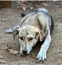 MOLLY, Hund, Mischlingshund in Rumänien - Bild 10