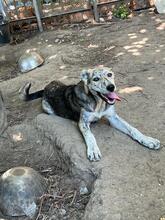 MOLLY, Hund, Mischlingshund in Rumänien - Bild 3