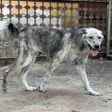 MOLLY, Hund, Mischlingshund in Rumänien - Bild 4