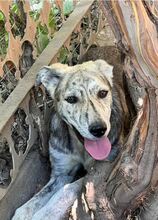 MOLLY, Hund, Mischlingshund in Rumänien - Bild 6