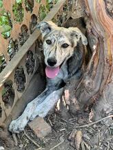 MOLLY, Hund, Mischlingshund in Rumänien - Bild 7