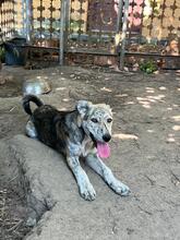 MOLLY, Hund, Mischlingshund in Rumänien - Bild 9