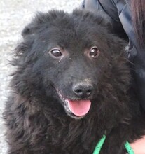 BLACKY3, Hund, Mischlingshund in Rumänien - Bild 1