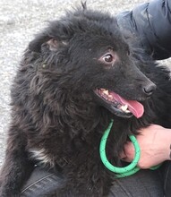 BLACKY3, Hund, Mischlingshund in Rumänien - Bild 2