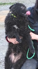 BLACKY3, Hund, Mischlingshund in Rumänien - Bild 4