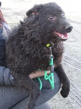 BLACKY3, Hund, Mischlingshund in Rumänien - Bild 5