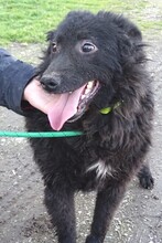 BLACKY3, Hund, Mischlingshund in Rumänien - Bild 6