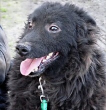 BLACKY3, Hund, Mischlingshund in Rumänien - Bild 7