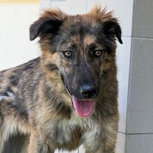 HOLLY, Hund, Mischlingshund in Rumänien - Bild 1
