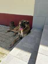 HOLLY, Hund, Mischlingshund in Rumänien - Bild 11
