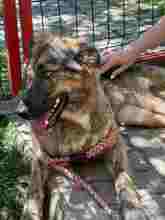 HOLLY, Hund, Mischlingshund in Rumänien - Bild 13