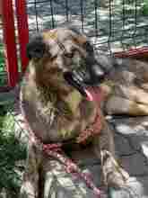 HOLLY, Hund, Mischlingshund in Rumänien - Bild 14