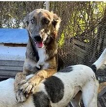 HOLLY, Hund, Mischlingshund in Rumänien - Bild 3
