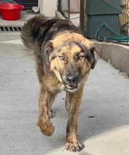 HOLLY, Hund, Mischlingshund in Rumänien - Bild 6