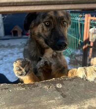 HOLLY, Hund, Mischlingshund in Rumänien - Bild 8