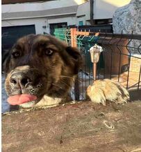 HOLLY, Hund, Mischlingshund in Rumänien - Bild 9